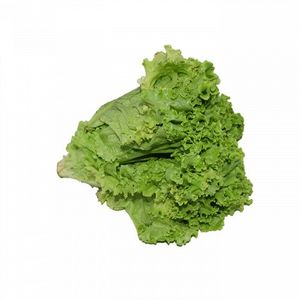 Lechuga Rizada Unidad 1 und