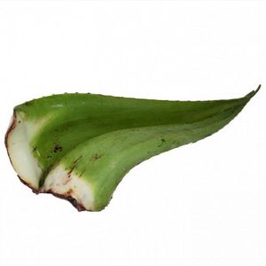 Sabila Penca 1 und
